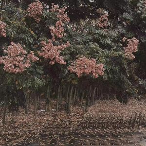 极品另类❌❌❌❌
